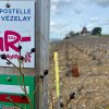 Montagne de Reims - 29 Mars